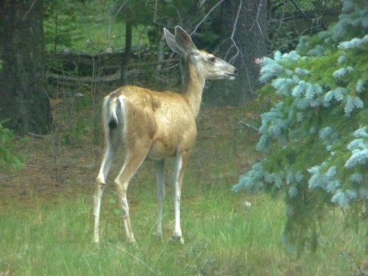 Mule deer