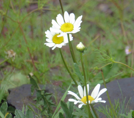 Oxeye Daisies (Leucanthemum vulgare)
