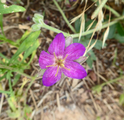 Pineywoods Geranium (Geranium caespitosum)