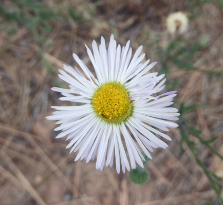 Chaparral Fleabane (Erigeron oreophilus)