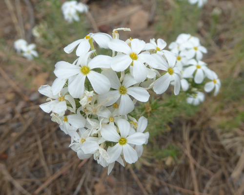 Nuttall's Linanthus (Leptosiphon nuttallii)