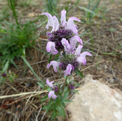 Plains Beebalm (Monarda pectinata)