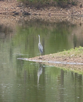 Great Blue Heron