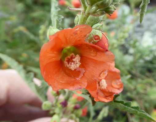 Juniper Globemallow (Sphaeralcea digitata)