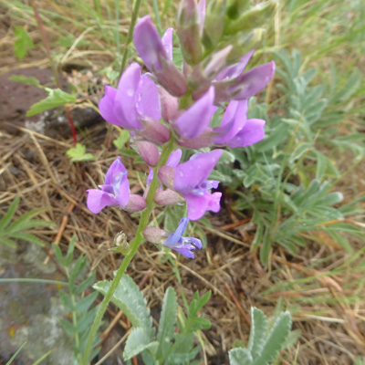 Purple Locoweed (Oxytropis lambertii)