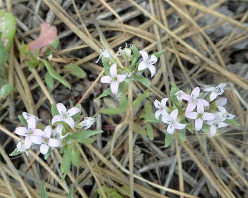 Pygmy Bluet (Houstonia wrightii)