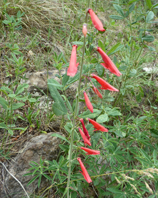 Beardlip Penstemon (Penstemon barbatus)