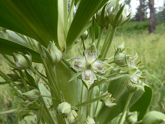 Monument Plant (Frasera speciosa)