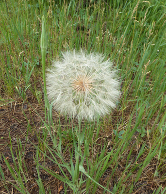 Yellow Salsify (Tragopogon dubius) seed heads