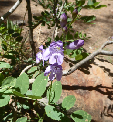 Dusty Penstemon (Penstemon comarrhenus)