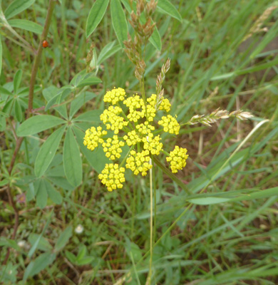 Turpentine Cymopterus (Pteryxia terebinthina)