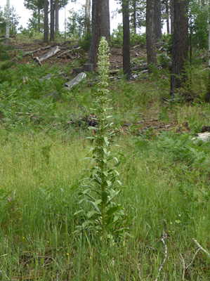 Monument Plant (Frasera speciosa)