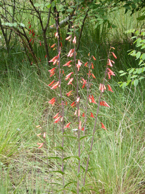 Beardlip Penstemon (Penstemon barbatus)