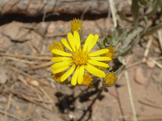 Hairy Goldenasters (Heterotheca villosa)