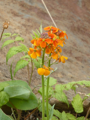 Western Wallflower (Erysimum capitatum)