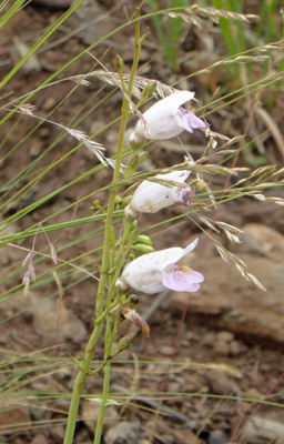 Stiff Penstemon (Penstemon strictiformis)