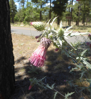 Arizona-Thistle (Cirsium arizonicum)