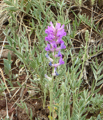 Silver Lupine (Lupinus argenteus)