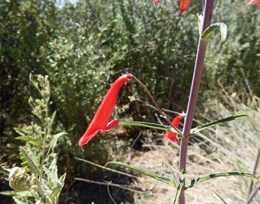 Beardlip Penstemon (Penstemon barbatus)