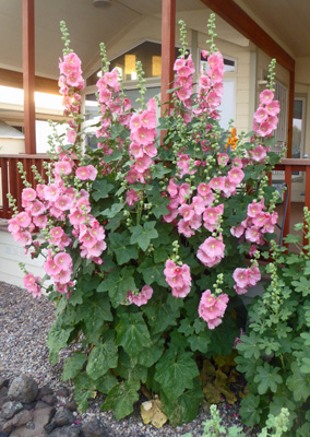 Hollyhocks