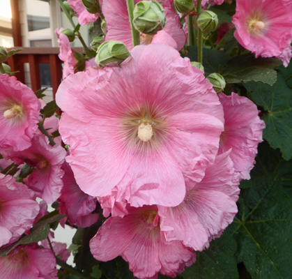 Pink hollyhock