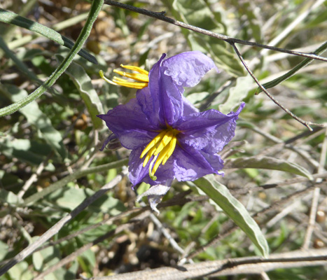 Silver-leaved Nightshade (Solanum elaeagnifolium)