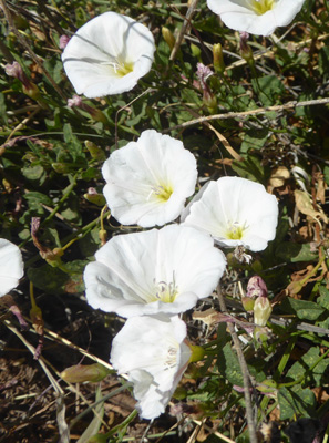  field bindweed (Convolvulus arvensis)