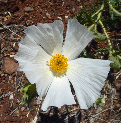 Flatbud Prickly Poppy (Argemone munita)