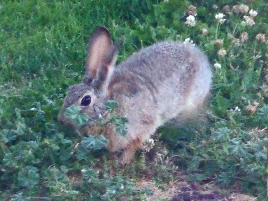 cottontail rabbit