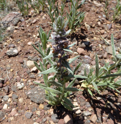 ooly Plantain (Plantago patagonica)