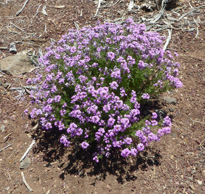 Dakota mock-vervain (Glandularia bipinnatifida)