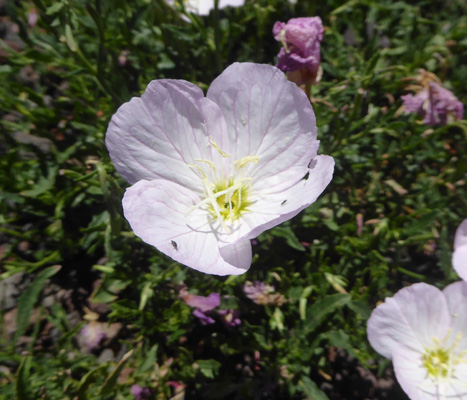 Pale Evening Primrose (Oenothera pallida)