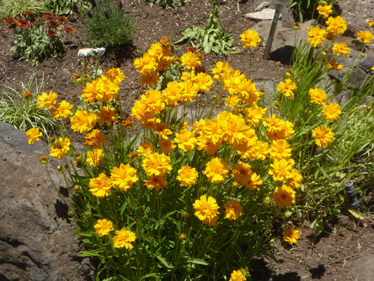 Coreopsis