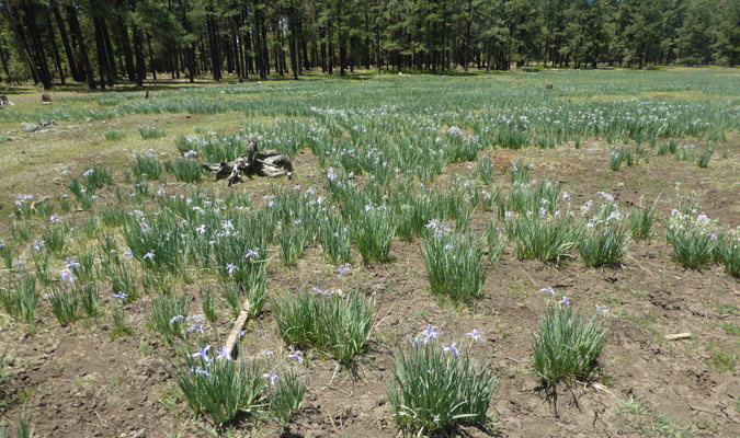 Rocky Mountain Iris (Iris missouriensis)