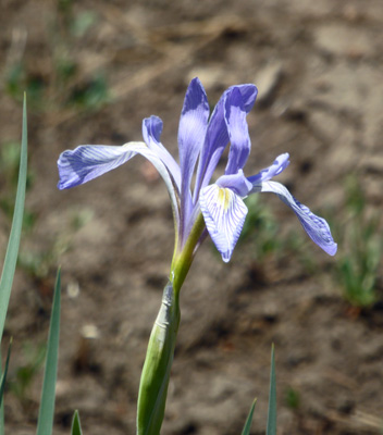 Rocky Mountain Iris (Iris missouriensis)