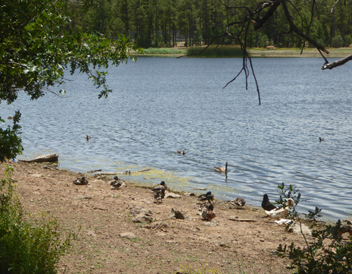 ducks and geese