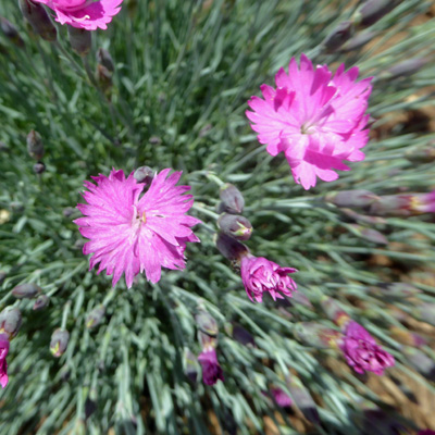 Dianthus