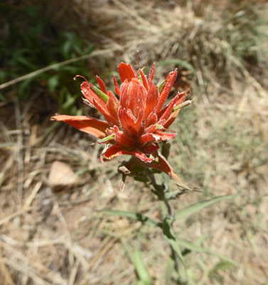 Foothill Paintbrush (Castilleja integra)