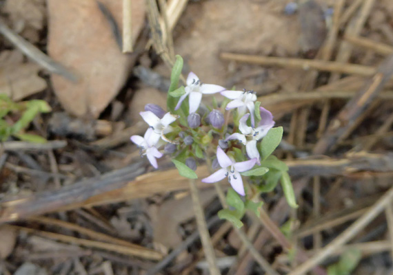 Pygmy Bluets (Houstonia wrightii)