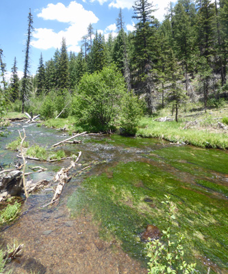 Little Colorado River Greer AZ