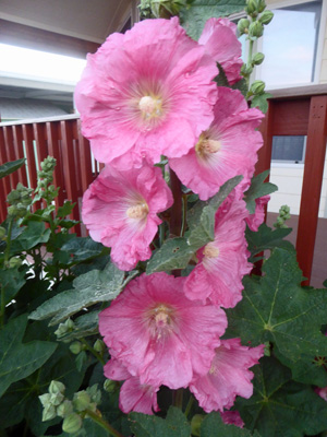 hollyhocks