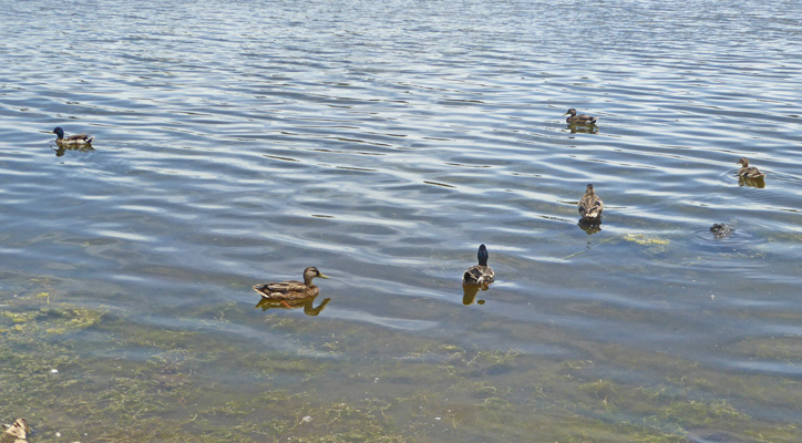 ducks