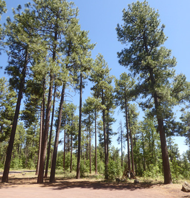 Ponderosa Pines