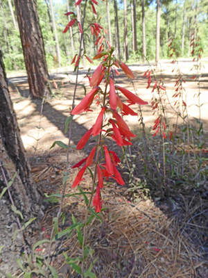 Scarlet Penstemon (Penstemon barbatus)