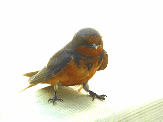 juvenile barn swallow