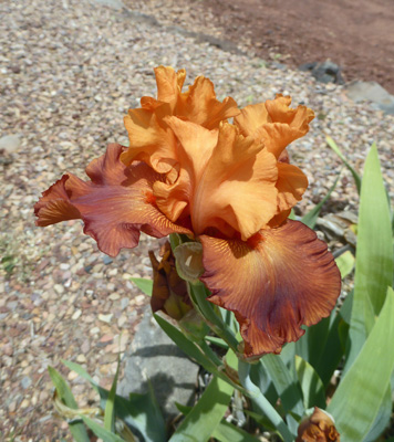 Bearded Iris