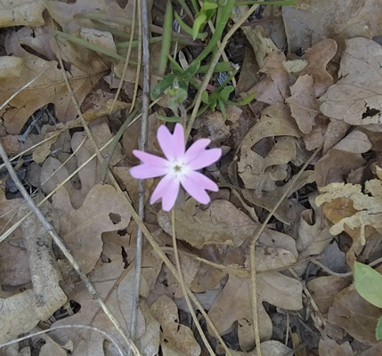 Longleaf Phlox (Phlox longifolia)