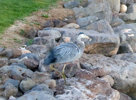 Great Blue Heron