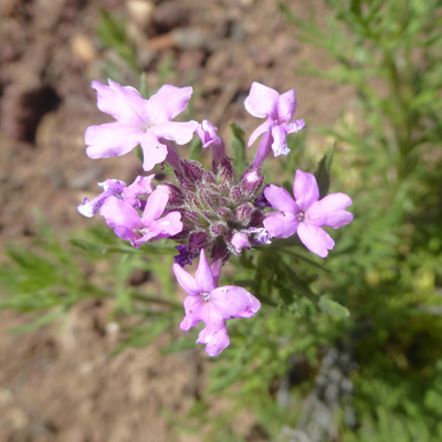 Dakota Mock-Vervain (Glandularia bipinnatifida)