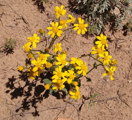 Lobeleaf Groundsel (Packera multilobate)